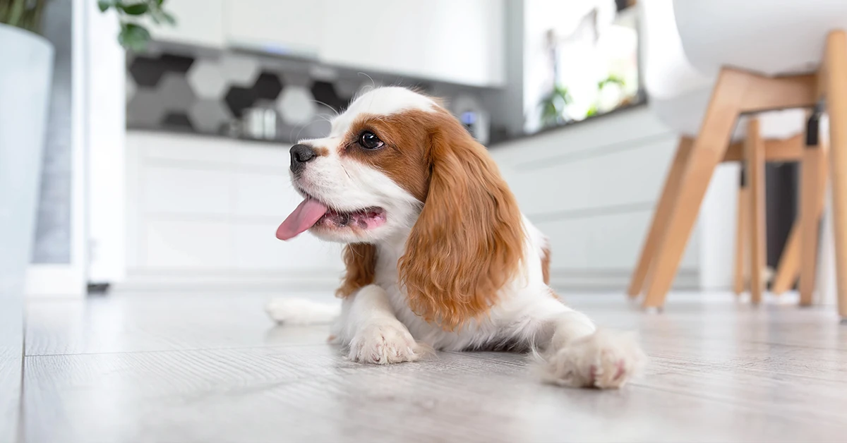 A happy Cavalier King Charles Spaniel puppy rests on durable, light gray wood-look flooring in a bright, modern kitchen — showcasing style and practicality for pet owners.
