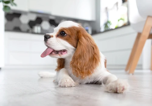 A happy Cavalier King Charles Spaniel puppy rests on durable, light gray wood-look flooring in a bright, modern kitchen — showcasing style and practicality for pet owners.